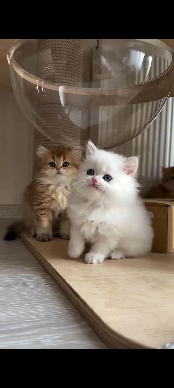 Persian kittens | triple coat | fluffy |0320//56065//57