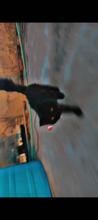 black ragamuffin cat