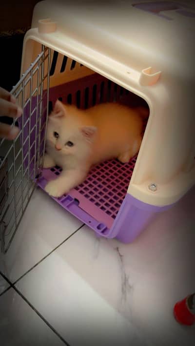 Persian cat 2 months 3 weeks