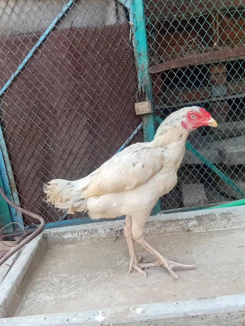 pakistani aseel 0
