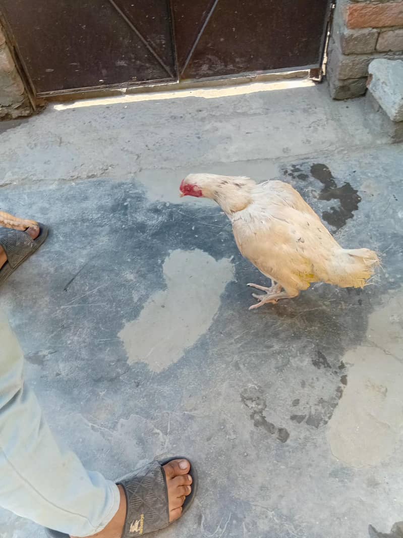 pakistani aseel 1