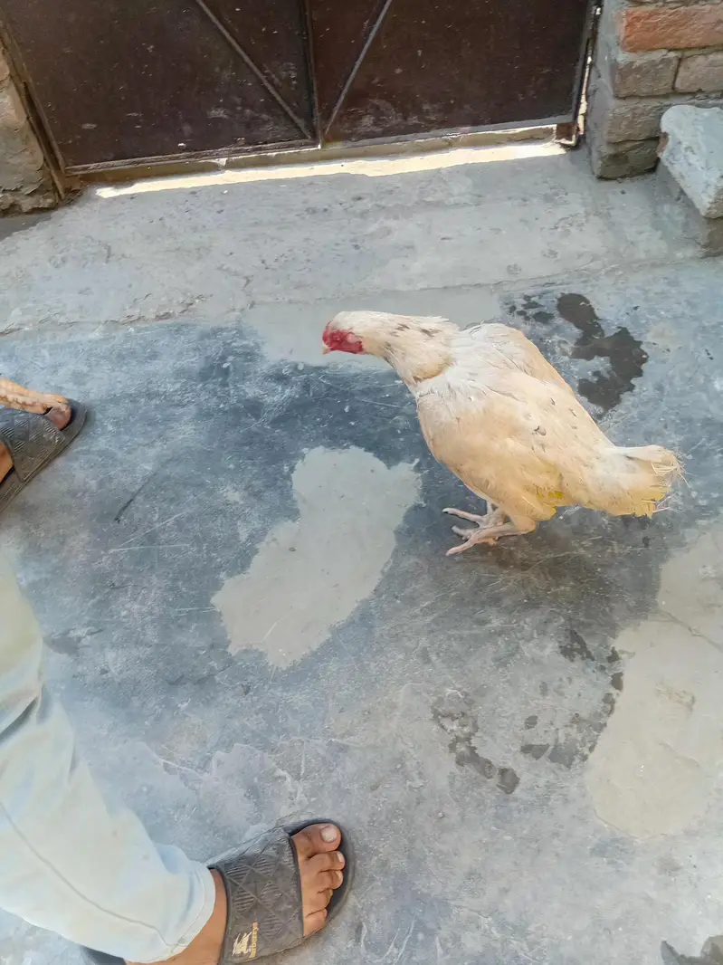 pakistani aseel — photo 2