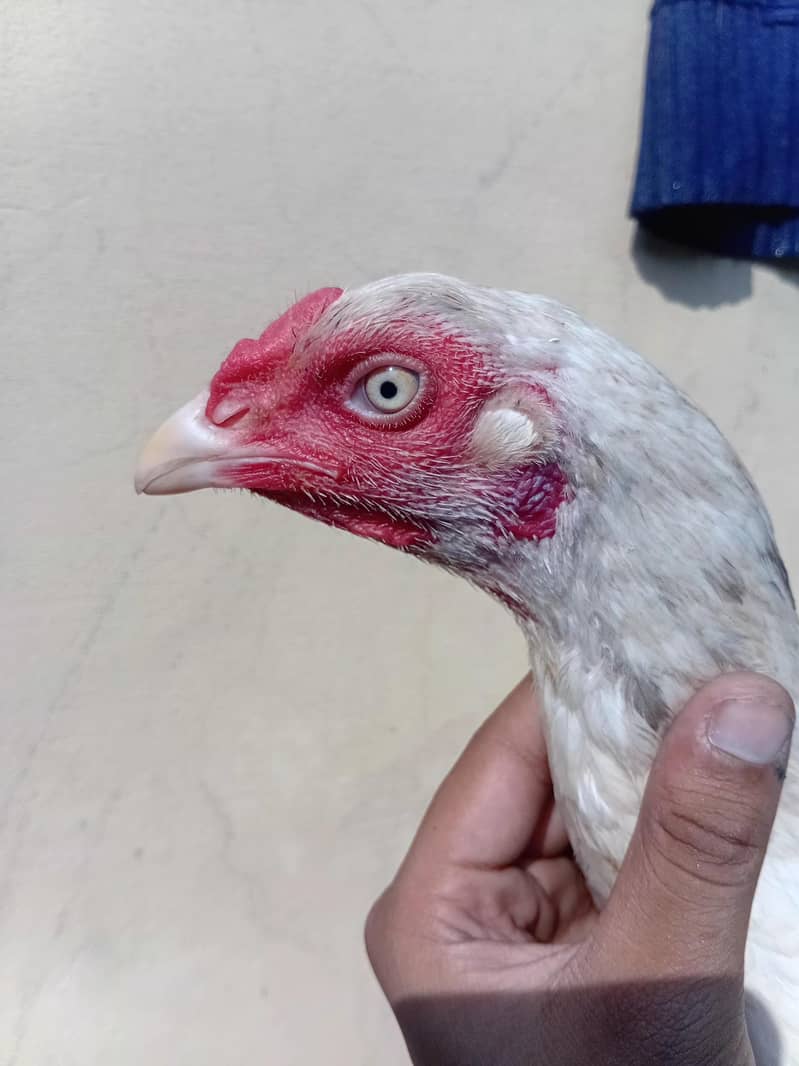 pakistani aseel 4