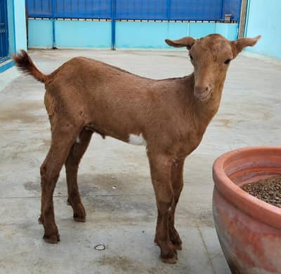 Tedy Male kid