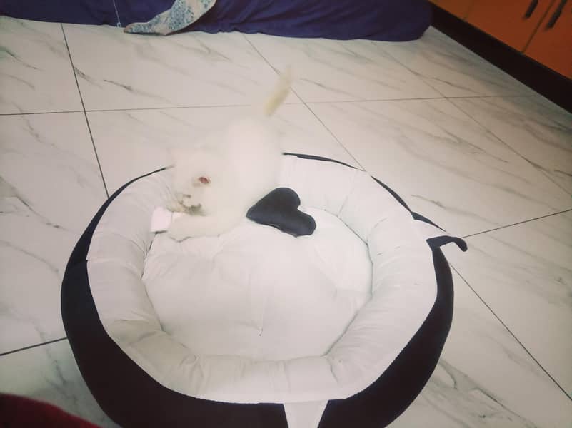 Pet bed 1