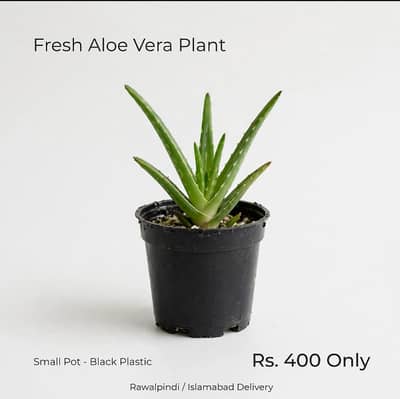 Fresh Aloe Vera Live Plant Small Pot - Medicinal & Air Purifying
