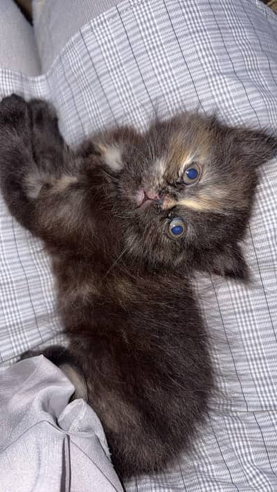 Beautiful and healthy Persian kittens available for sale.