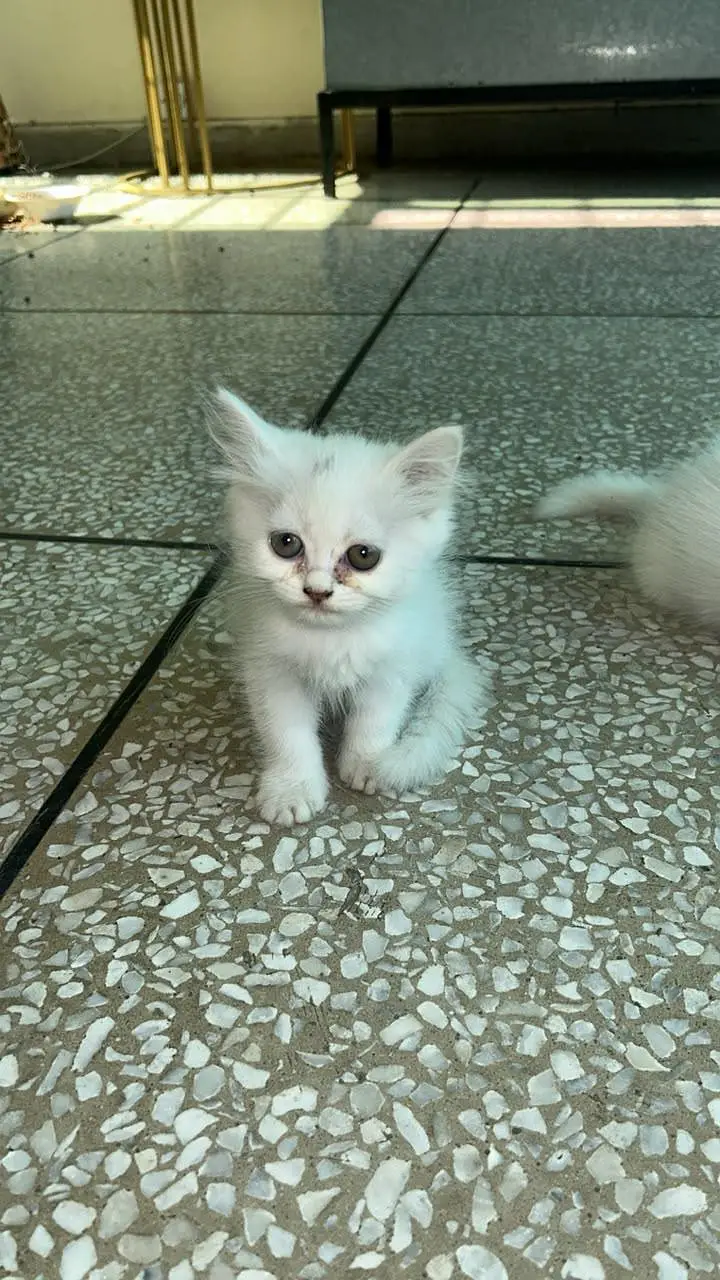 Beautiful and healthy Persian kittens available for sale. — photo 2
