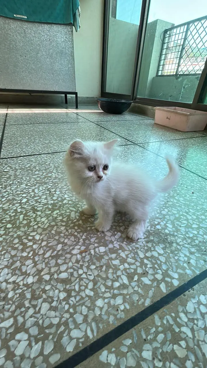 Beautiful and healthy Persian kittens available for sale. — photo 3