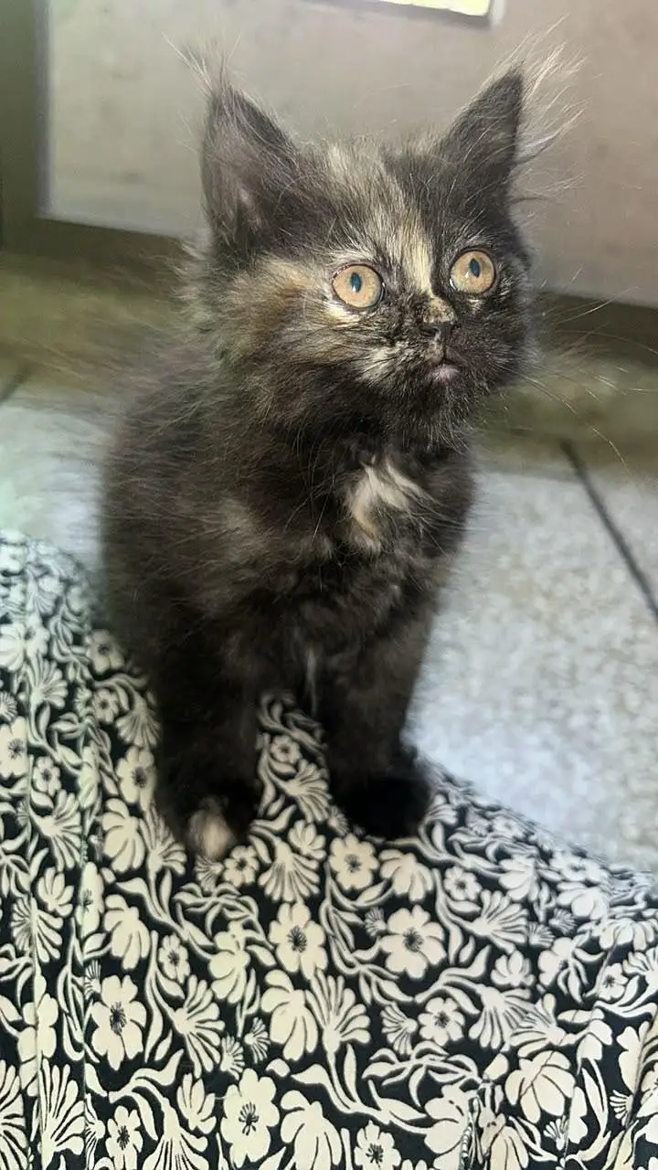 Beautiful and healthy Persian kittens available for sale. — photo 4