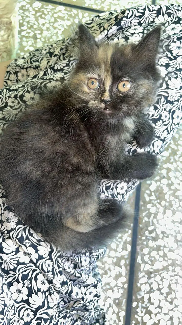 Beautiful and healthy Persian kittens available for sale. — photo 5