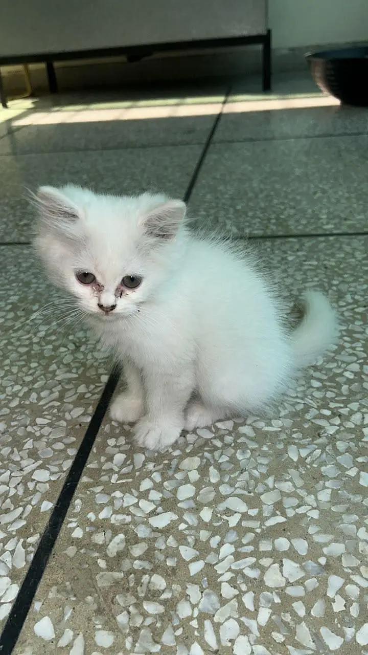 Beautiful and healthy Persian kittens available for sale. — photo 6