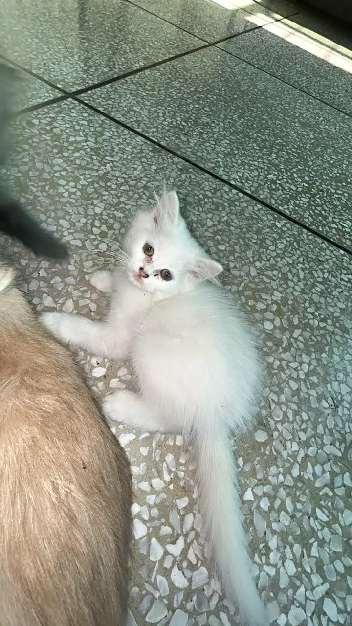 Beautiful and healthy Persian kittens available for sale. — photo 7