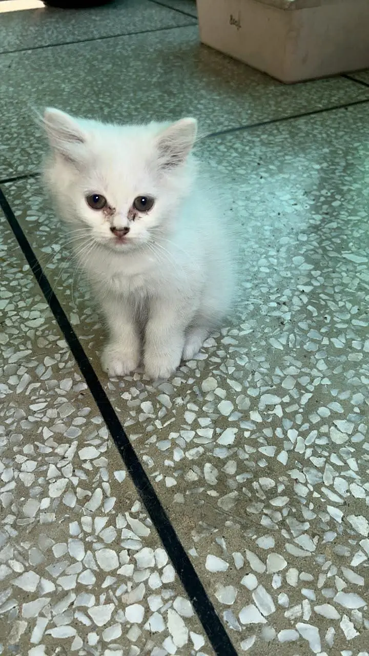 Beautiful and healthy Persian kittens available for sale. — photo 8
