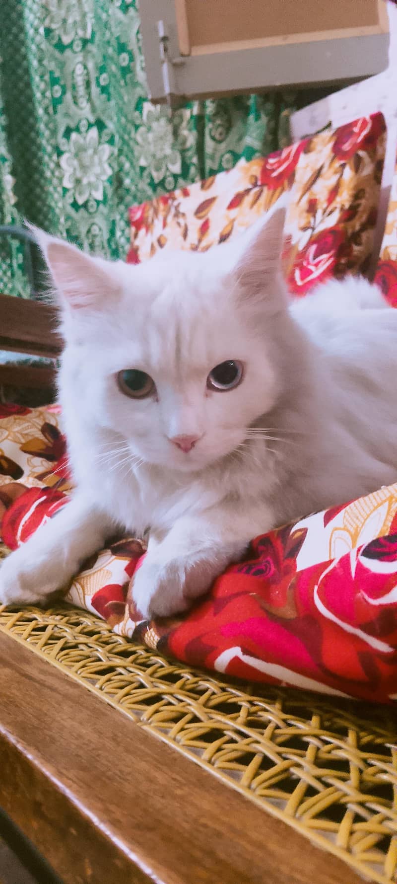 Persian cats 0