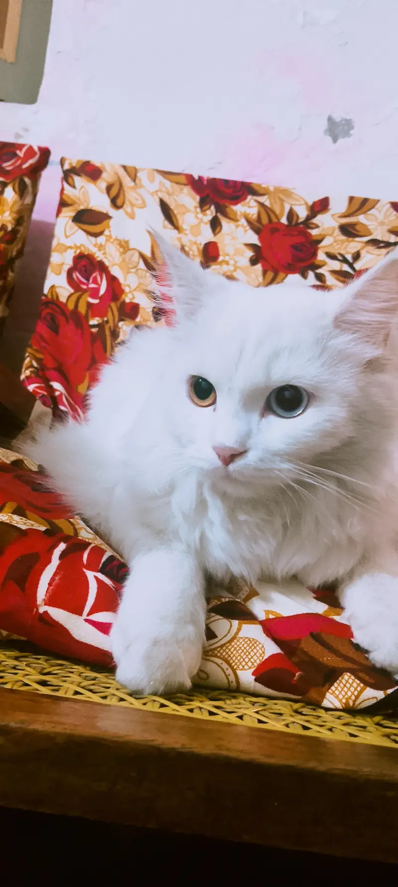 Persian cats — photo 2
