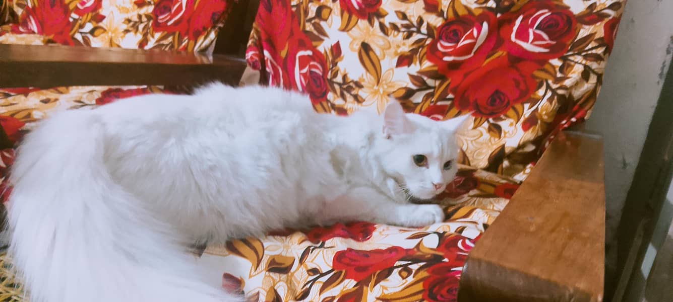 Persian cats 2