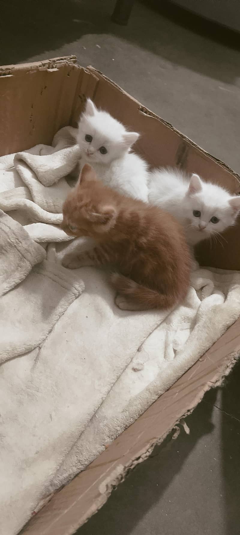 Persian cats 3
