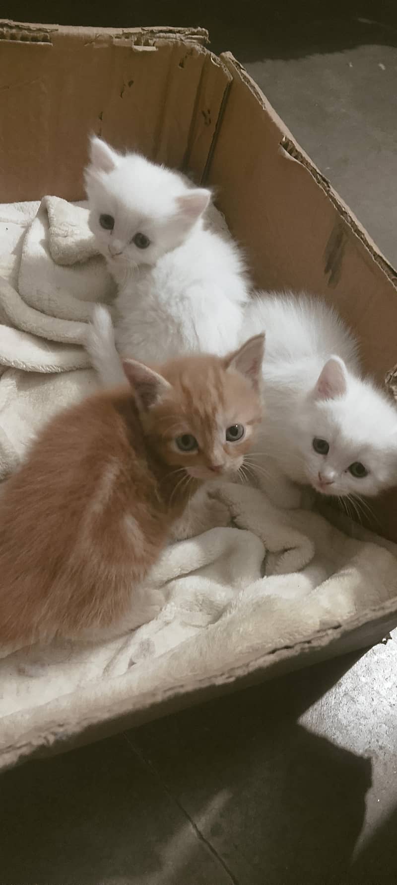 Persian cats 4