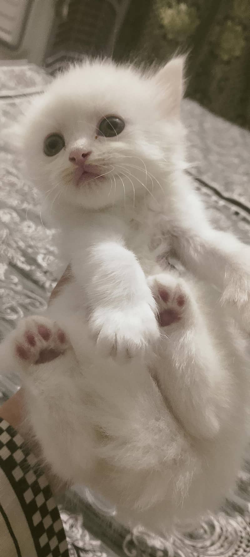 Persian cats 5