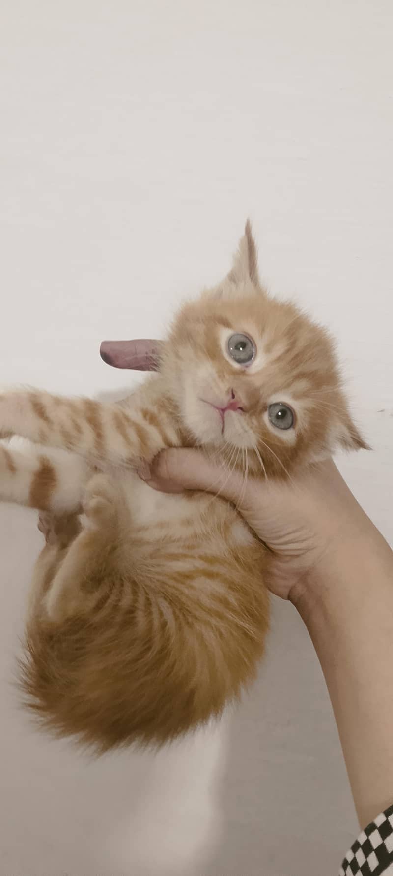 Persian cats 6