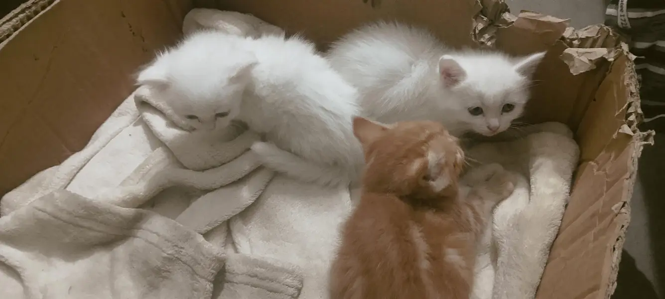 Persian cats — photo 8