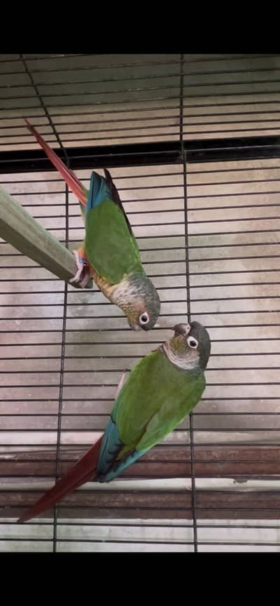 Healthy and active birds