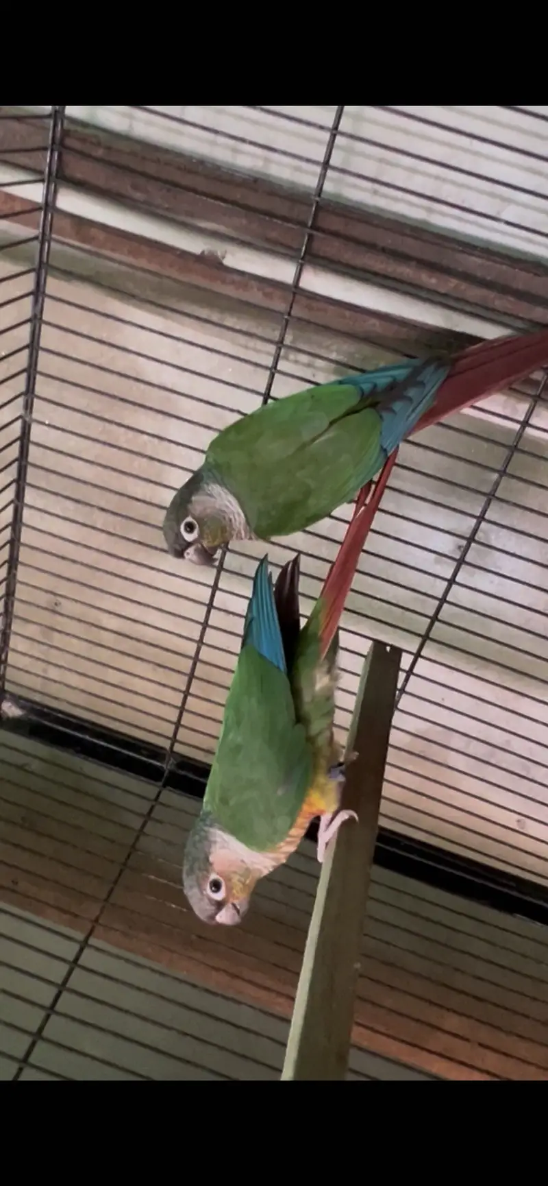 Healthy and active birds — photo 2