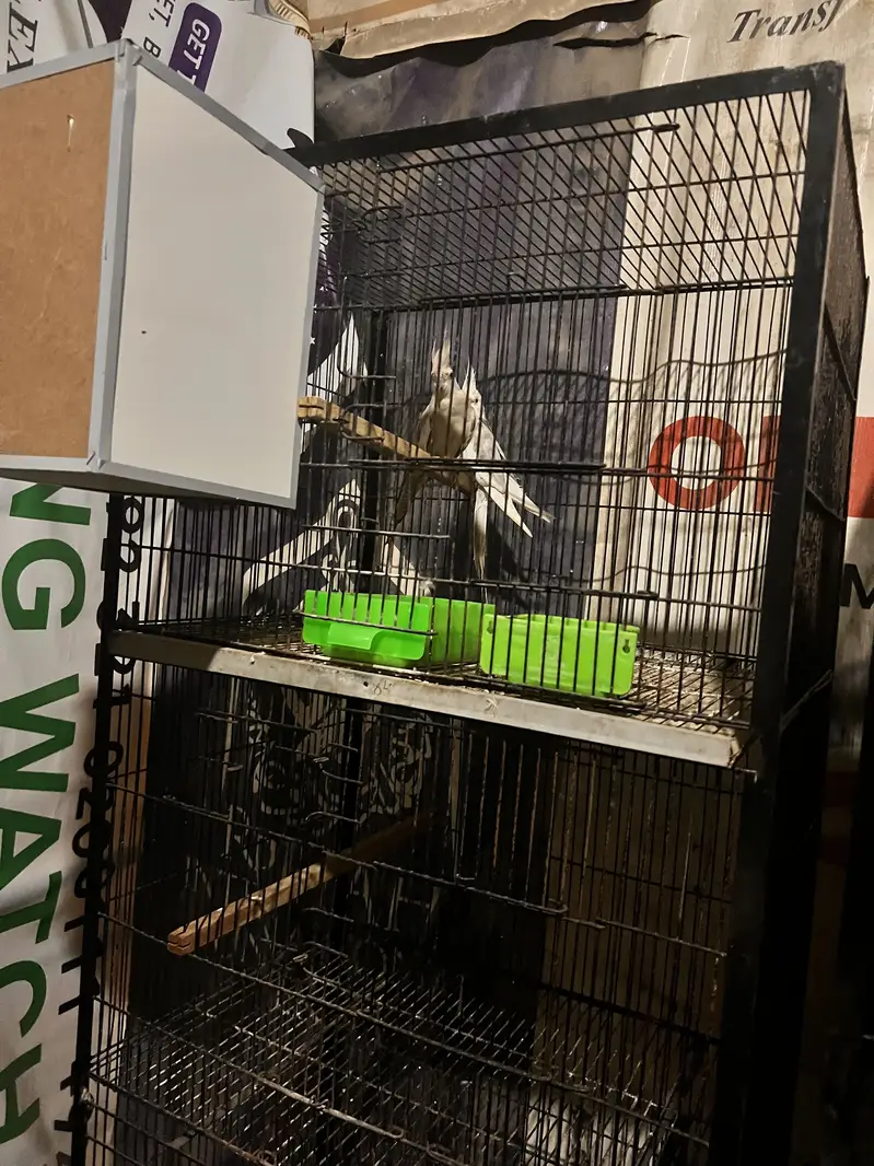Healthy and active birds — photo 3