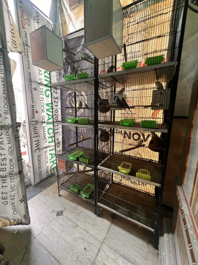 Healthy and active birds — photo 4