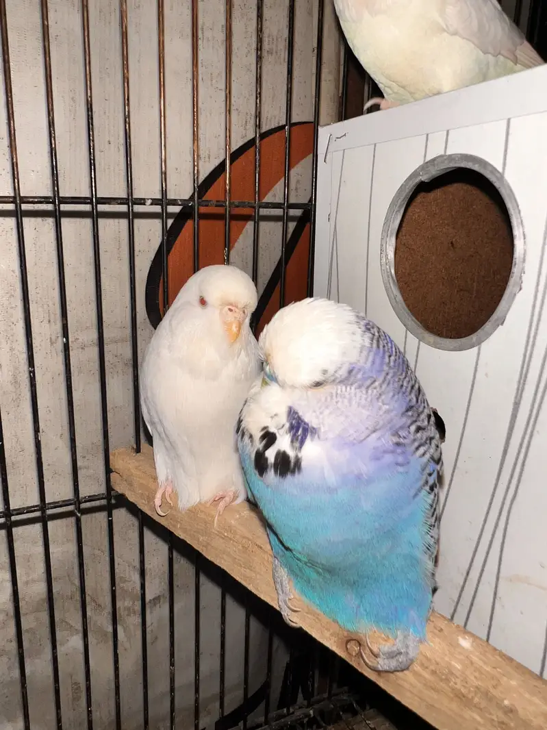 Healthy and active birds — photo 5