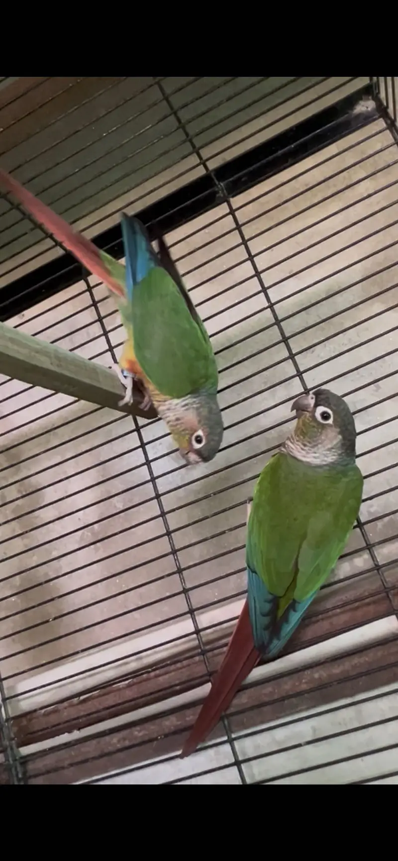 Healthy and active birds — photo 6