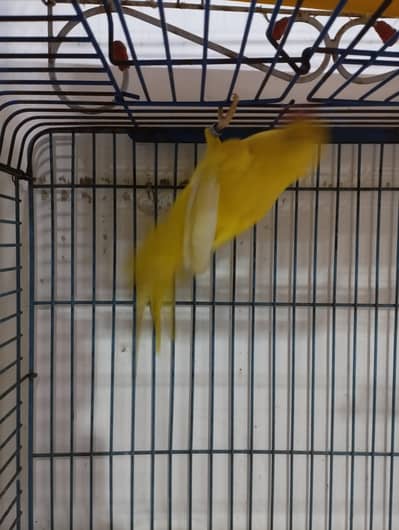 pineapple and green chick yellow sided conure, yellow ringneck female