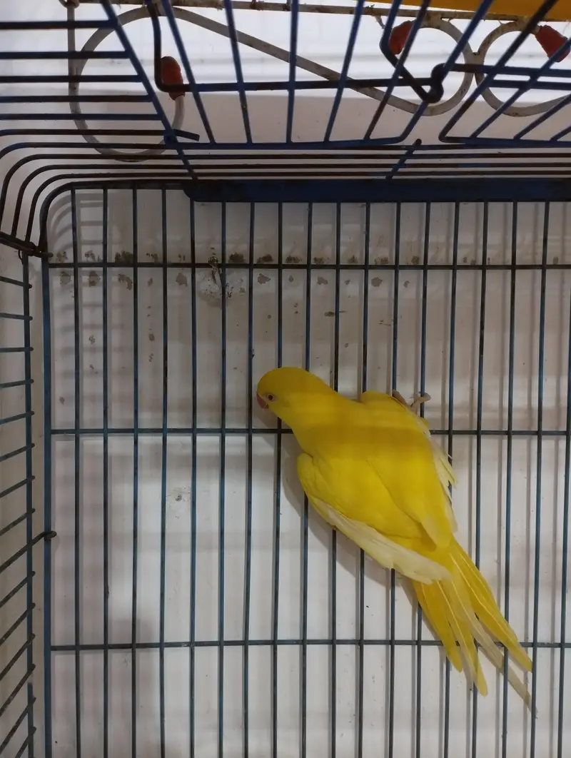 pineapple and green chick yellow sided conure, yellow ringneck female — photo 2
