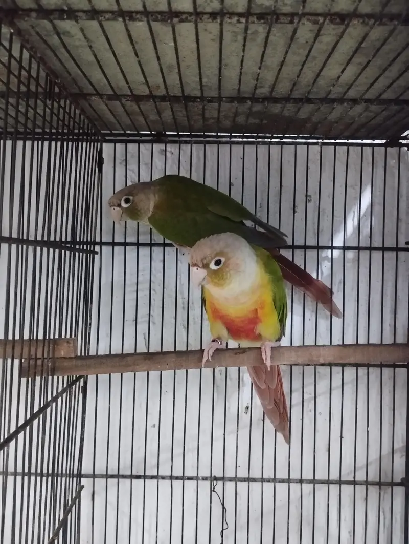 pineapple and green chick yellow sided conure, yellow ringneck female — photo 3