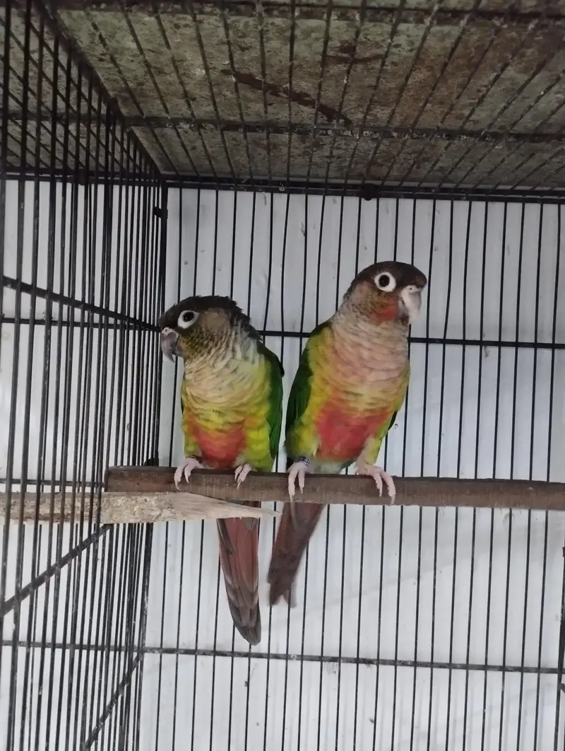 pineapple and green chick yellow sided conure, yellow ringneck female — photo 4