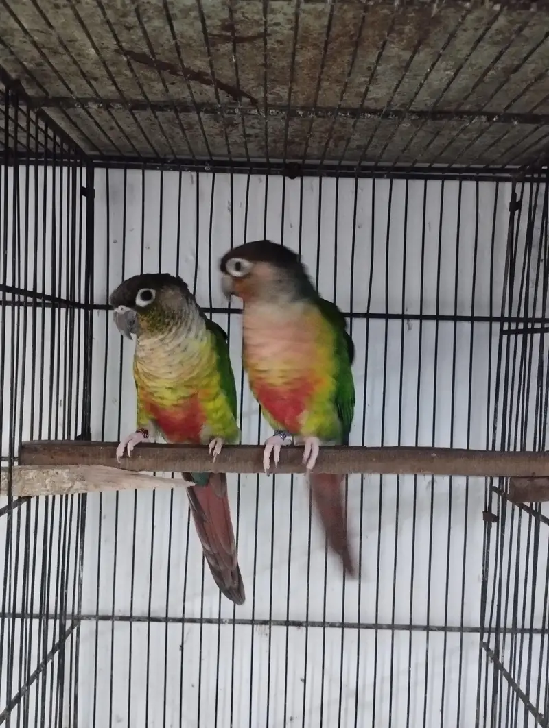 pineapple and green chick yellow sided conure, yellow ringneck female — photo 5