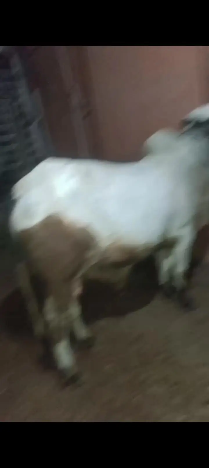 ablak bachra ghr ka Pela hua full active — photo 2