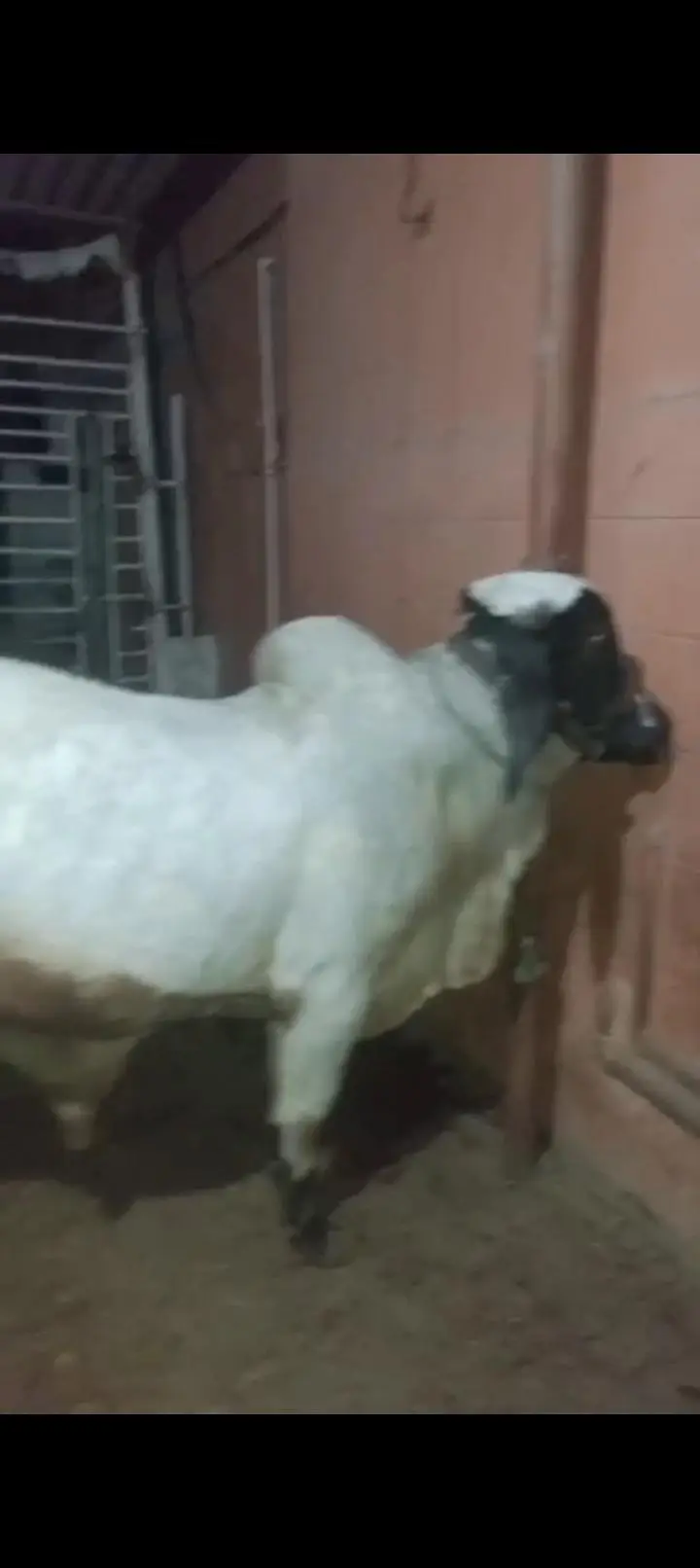 ablak bachra ghr ka Pela hua full active — photo 3