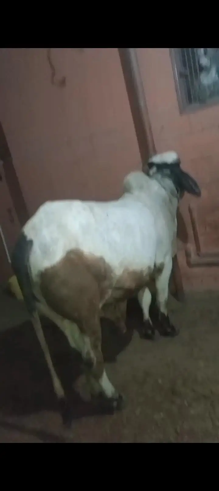 ablak bachra ghr ka Pela hua full active — photo 4