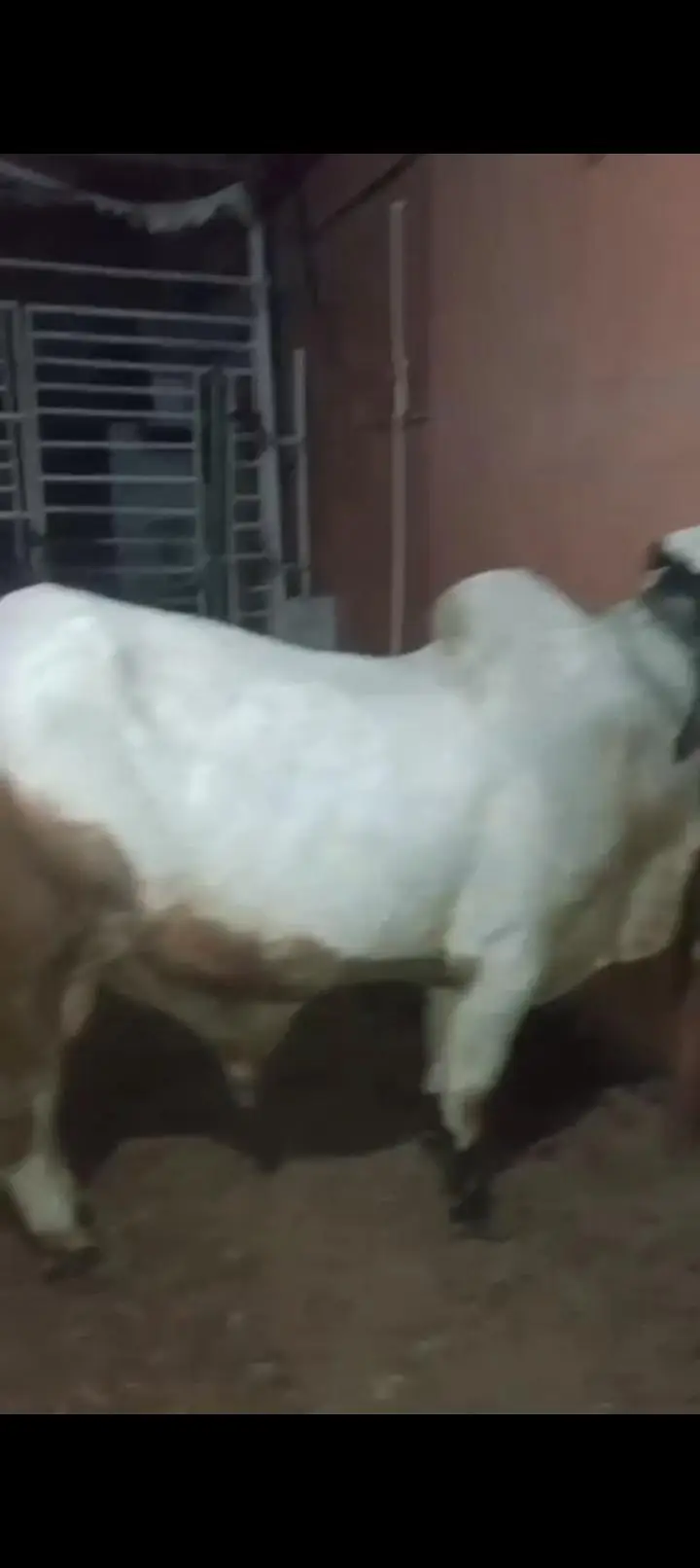 ablak bachra ghr ka Pela hua full active — photo 5