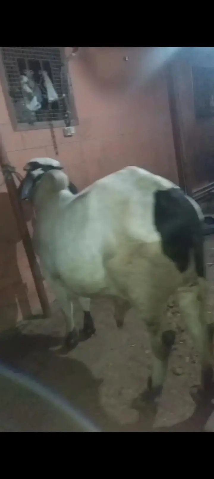 ablak bachra ghr ka Pela hua full active — photo 6