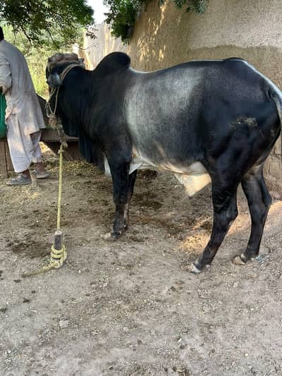 Donda heavy weight Wacha for sale
