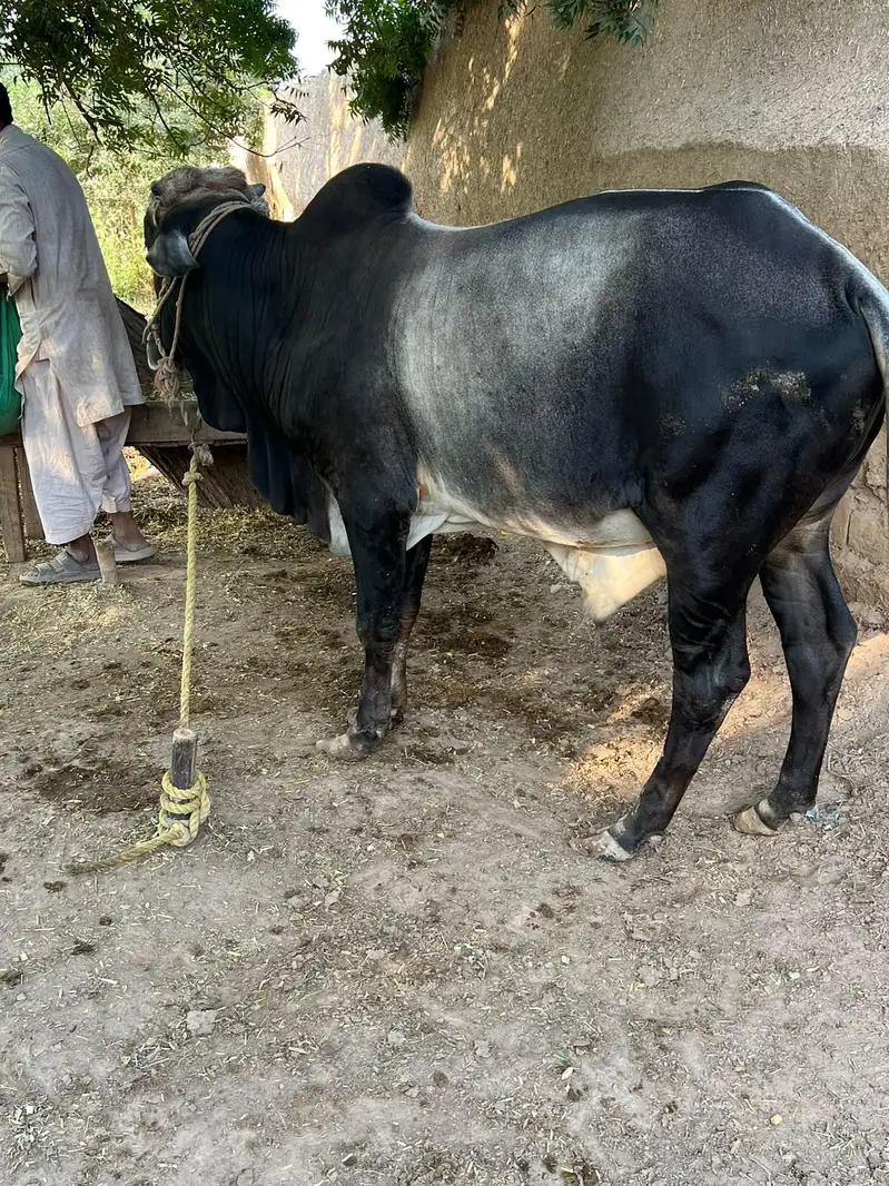 Donda heavy weight Wacha for sale