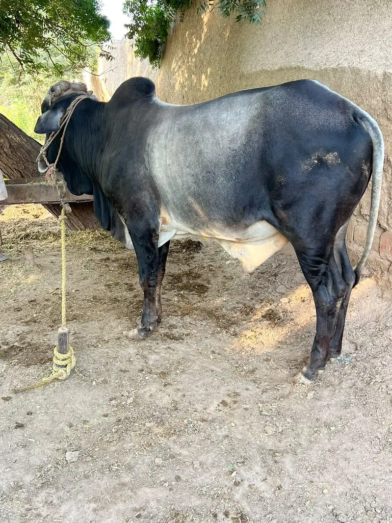 Donda heavy weight Wacha for sale — photo 2