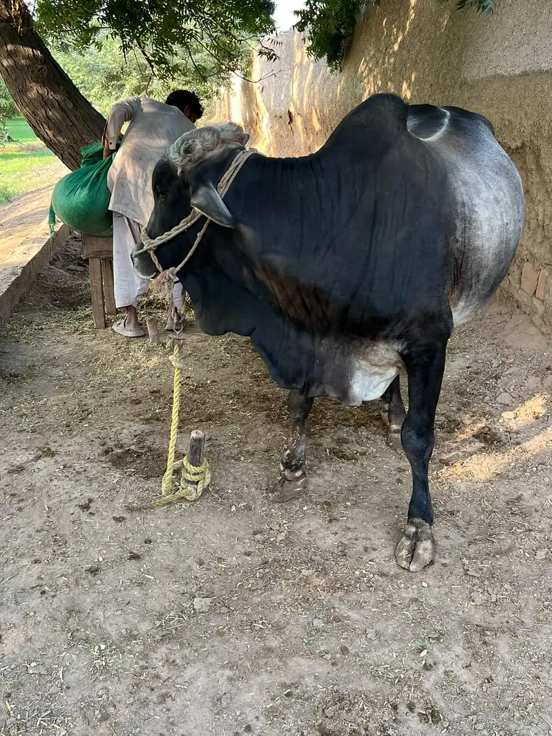 Donda heavy weight Wacha for sale — photo 3