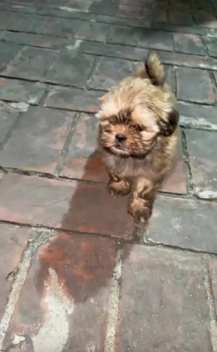 SHITZU PUPPY | SHITZU FEMALE PUPPY | PREMIUM QUALITY SHITZU PUPPY