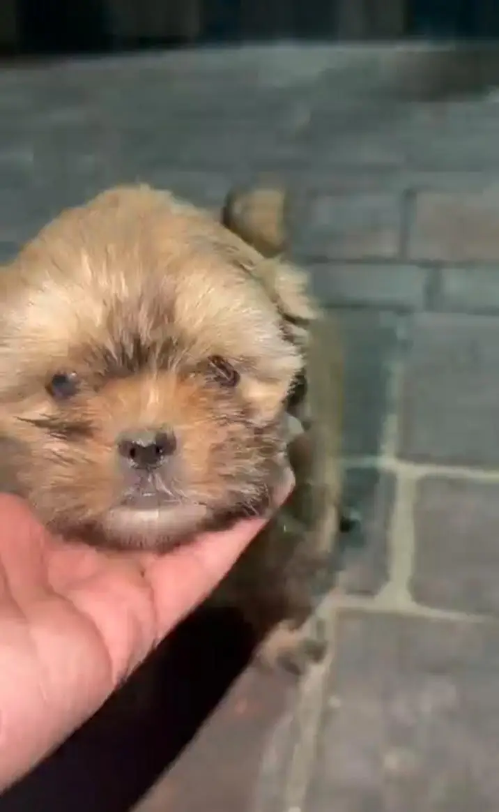 SHITZU PUPPY | SHITZU FEMALE PUPPY | PREMIUM QUALITY SHITZU PUPPY — photo 2