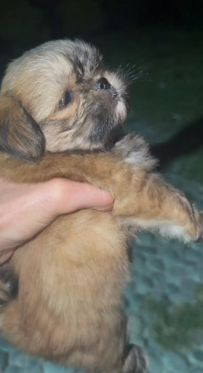 SHITZU PUPPY | SHITZU FEMALE PUPPY | PREMIUM QUALITY SHITZU PUPPY — photo 3