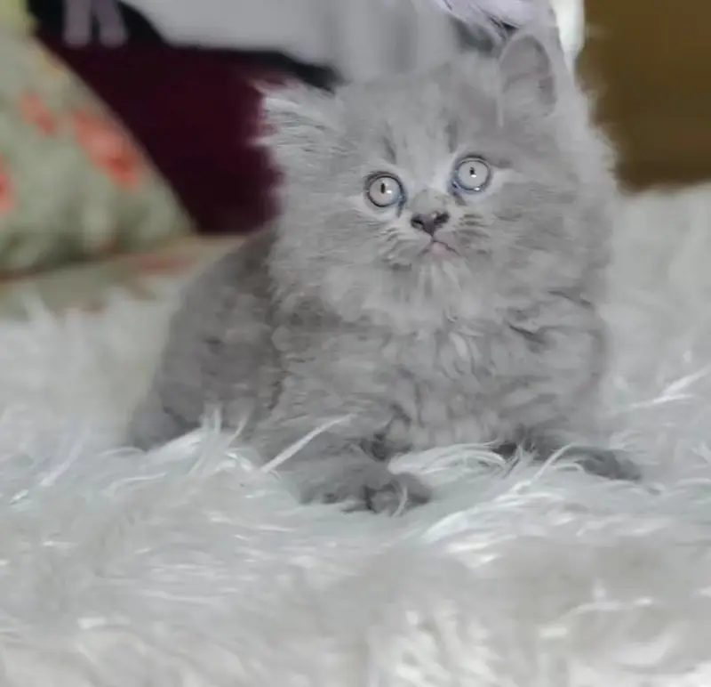 Persian kittens | triple coat | fluffy |0320//56065//57 — photo 2